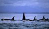13 Night Escorted Alaska Cruisetour