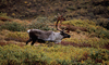 11 Nt Escorted Alaska Cruisetour