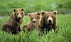 9 Nt Glacier Bay Highlights & Denali