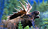 8 Nt Glacier Bay Highlights & Denali