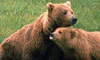 11 Nt Escorted Glacier Discovery & Double Denali