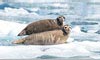 11 Nt Southbound Classic Alaska