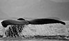 7 Nt Northbound Alaska & Hubbard Glacier